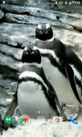 Penguins HD Video Live Wallpaper screenshot 4/4