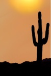 Sunset with Cactus Live Wallpaper screenshot 1/2
