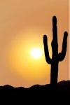 Sunset with Cactus Live Wallpaper screenshot 2/2