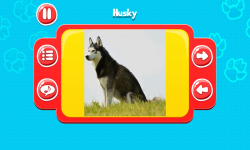 Dog Breeds Great Quiz screenshot 1/6