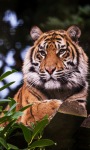 Tiger On Wood Live Wallpaper screenshot 1/3