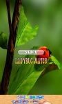 Ladybug Game for Children screenshot 1/4