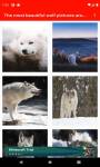 The most beautiful wolf pictures around the world  screenshot 1/6
