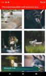 The most beautiful wolf pictures around the world  screenshot 3/6