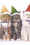3 Christmas Cats Live Wallpaper screenshot 1/2