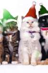 3 Christmas Cats Live Wallpaper screenshot 2/2
