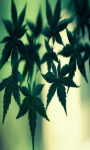 Weed Marijuana Live Wallpaper Free screenshot 3/5