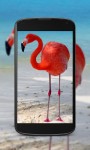 Flamingo Wallpaper screenshot 3/4