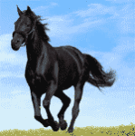 Horse Bakk screenshot 1/1