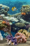 MyReef 3D Aquarium screenshot 1/1
