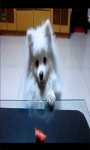 Funny Pets videos screenshot 3/3