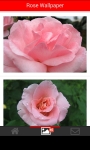 Rose Flower Wallpapers screenshot 1/6