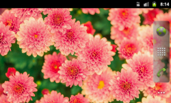 Pretty Spring Flowers Wallpaper screenshot 4/4