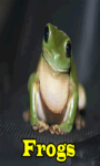 Frogs Lite screenshot 1/3