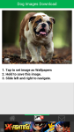 Dog Images Download screenshot 3/6