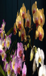 Orchid Flower Live Wallpaper Free screenshot 2/4