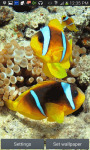 Clownfish In Water LWP screenshot 2/3