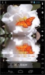 Butterfly On Roses Live Wallpaper screenshot 2/2