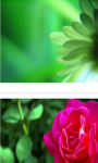 Lovely green blossoms Wallpaper HD screenshot 2/3