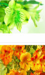 Lovely green blossoms Wallpaper HD screenshot 3/3