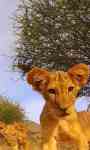 Kitten Lion cub Live Wallpaper screenshot 1/3