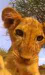 Kitten Lion cub Live Wallpaper screenshot 3/3