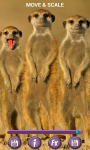 Funny Animals Wallpapers HD 3D screenshot 4/6