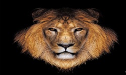 Amazing Lion HD Wallpaper screenshot 1/6