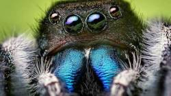 Free HD Spider Insect Animal Wallpaper for android screenshot 3/6
