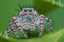 Free HD Spider Insect Animal Wallpaper for android screenshot 4/6