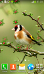 Singing Birds Live Wallpapers screenshot 3/6