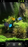 Dream Aquarium LWP screenshot 1/4