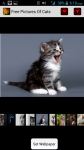 Free Pictures Of Cats screenshot 1/4