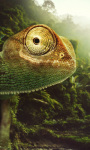 Jungle Chameleon Live Wallpaper screenshot 1/4
