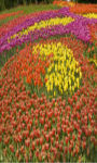 Bordeaux Tulips field Wallpaper HD screenshot 1/3
