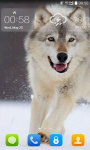 HD Wallpaper Wolf screenshot 3/4