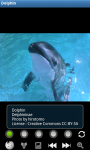 Dolphins : Ocean Wild Animals screenshot 1/6