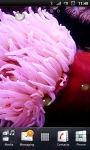 Beautiful Sea Anemone Live Wallpaper screenshot 2/3