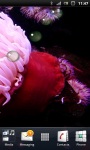 Beautiful Sea Anemone Live Wallpaper screenshot 3/3