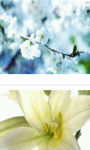 White Bloom in sunlight wallpaper HD screenshot 2/3