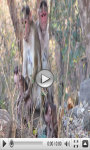 Forest Monkey Stunt screenshot 2/3