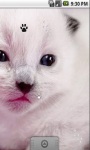Cute White Kitty Live Wallpaper screenshot 3/5