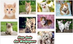 Free Hot Cute Cat Wallpapers screenshot 1/5