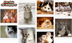 Free Hot Cute Cat Wallpapers screenshot 3/5