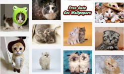 Free Hot Cute Cat Wallpapers screenshot 4/5