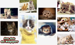 Free Hot Cute Cat Wallpapers screenshot 5/5