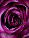 Beautiful Rose Flower Wallpaper screenshot 5/6