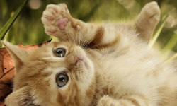 Best Cute Cats HD Wallpaper screenshot 1/6