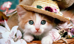 Best Cute Cats HD Wallpaper screenshot 4/6