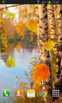 Autumn birch grove screenshot 2/2